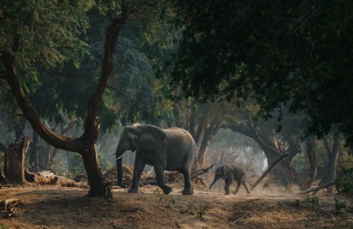 Five Important Life Lessons We Can Learn from Animals