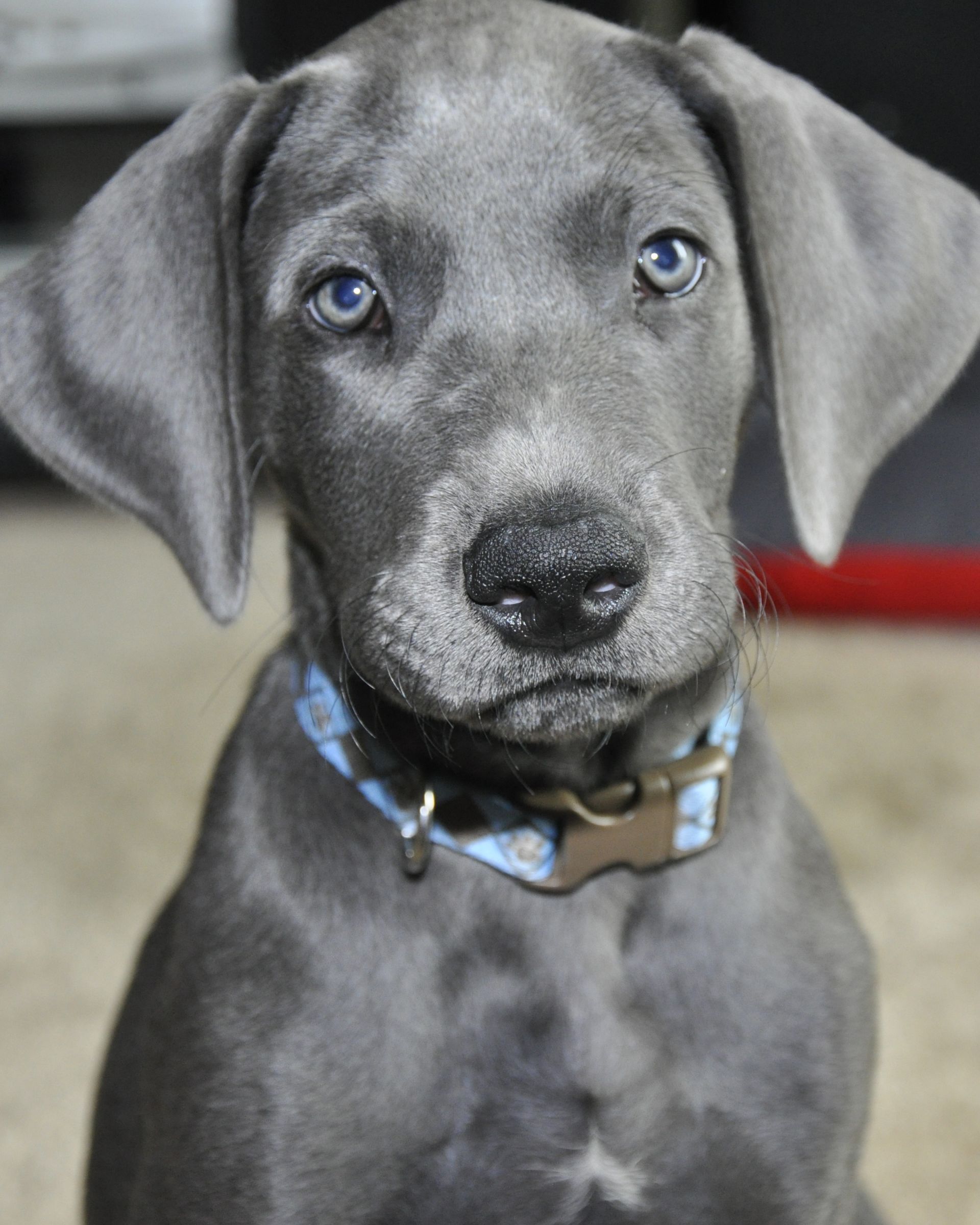 cute-puppy-great-dane