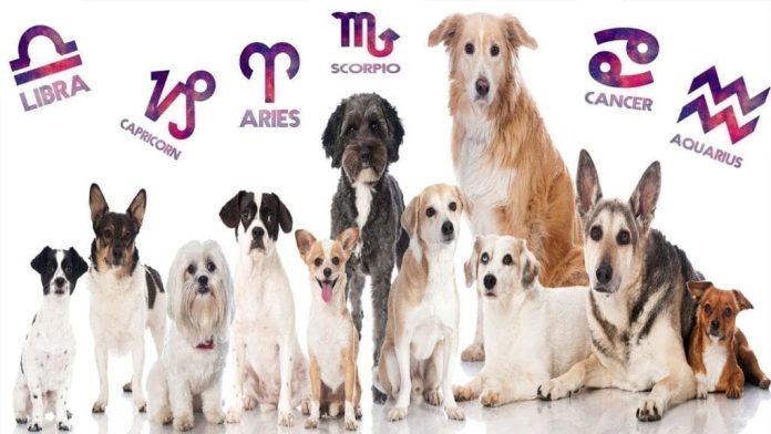 Animals and the Zodiac: Choosing Your Pet