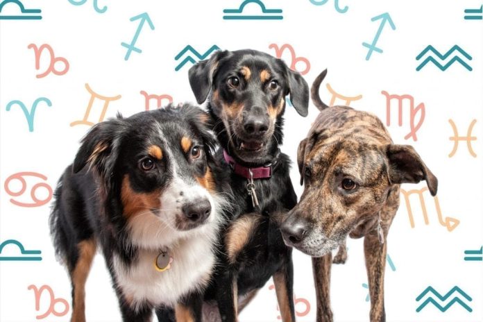 Dog Astrology from A to Z