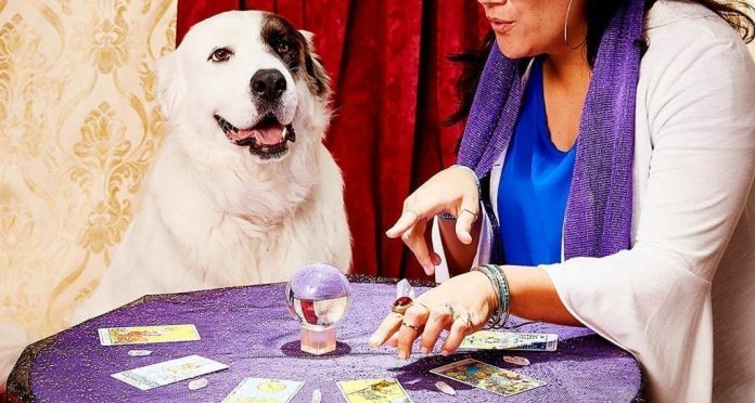 Why Consult PsychicOz for a Pet Reading?