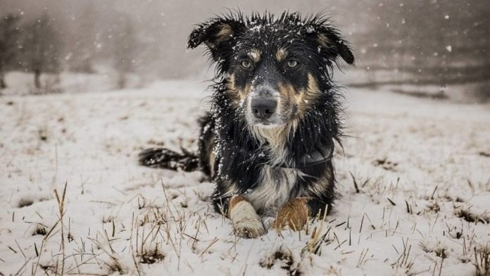 Indications that your pet is visiting you from the dead