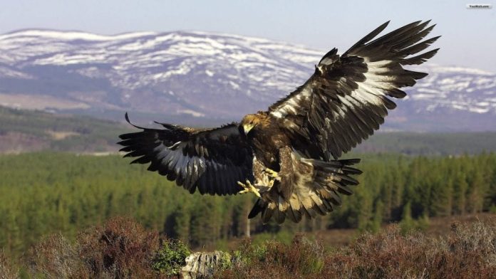 Hawk Sightings Explained