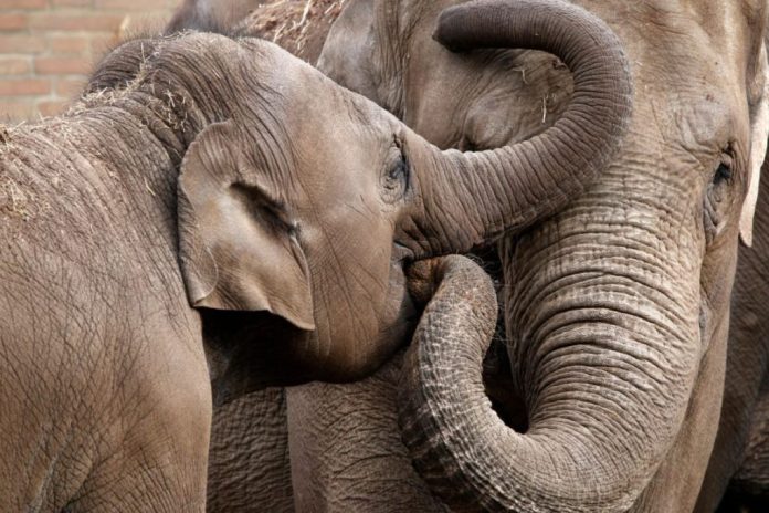 What is the Spiritual Significance of Elephants?
