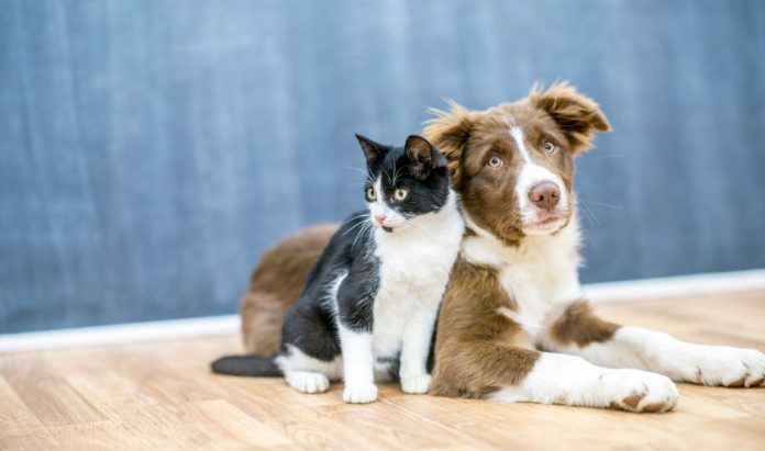Understanding Your Pet Better