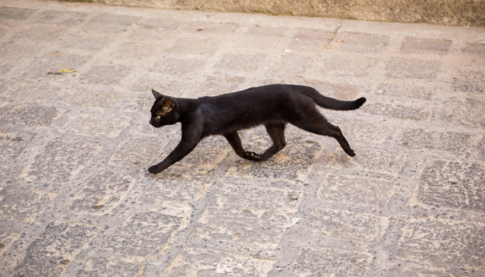 Black Cat Following You