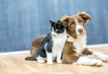 Connecting with Your Pets