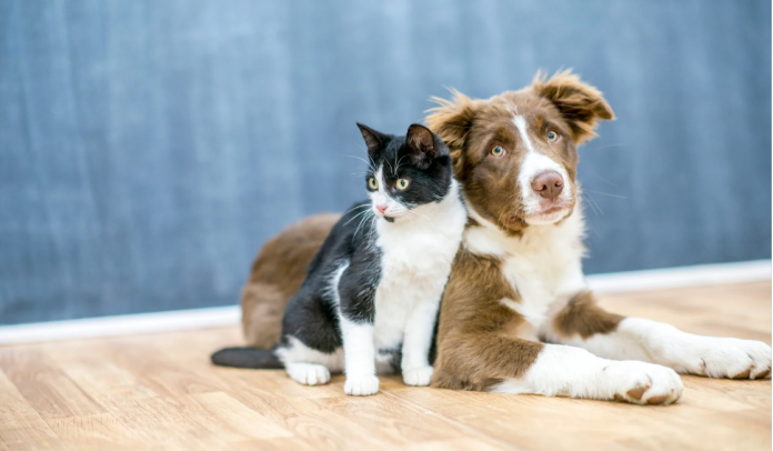 Connecting with Your Pets