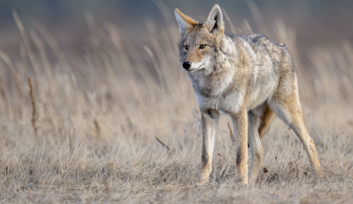 Coyotes