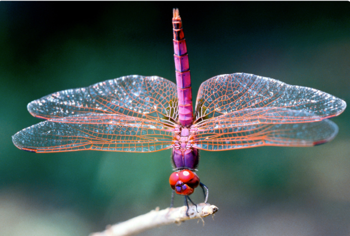 Dragonfly