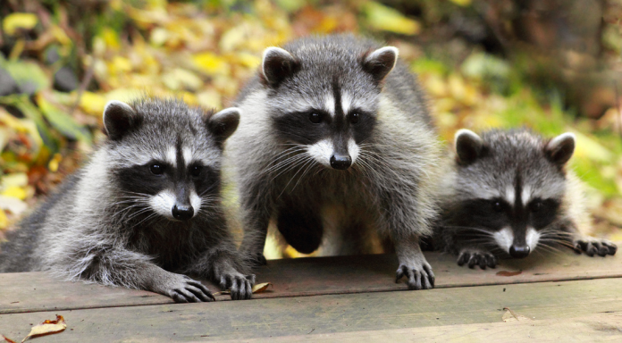 Raccoons