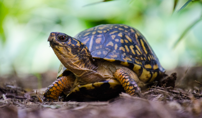 Turtle