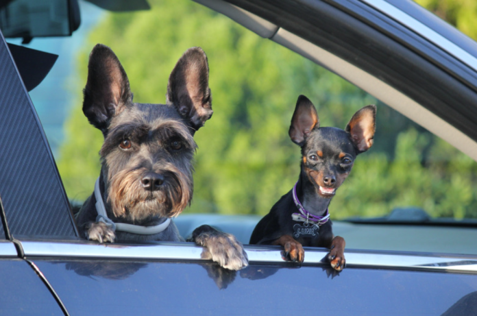 Dogs Speak Through Telepathy