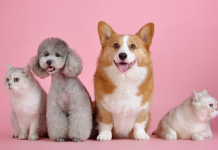 Online Pet Reading