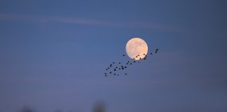 When Birds Fly in Circles: A Spiritual Message from the Sky