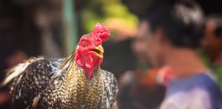 When a Chicken Crosses Your Path