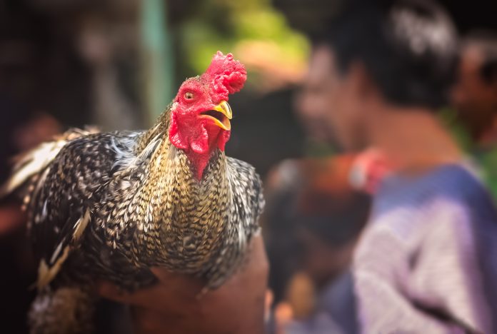 When a Chicken Crosses Your Path